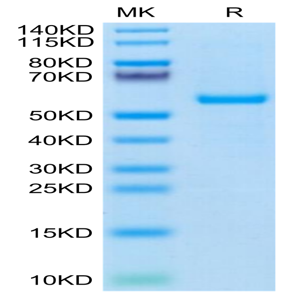 Human HLA-A*03
