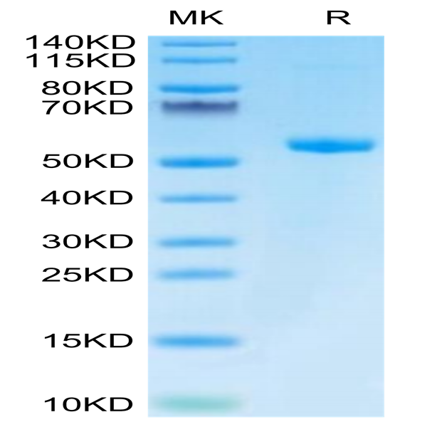 Biotinylated Human HLA-A*03