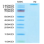 Human HLA-A*03