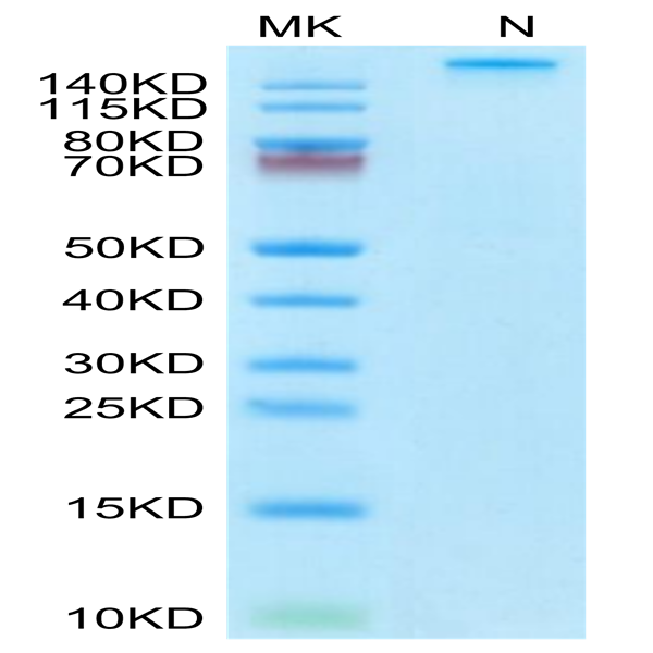 Human HLA-A*03