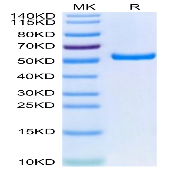 Biotinylated Human HLA-A*02