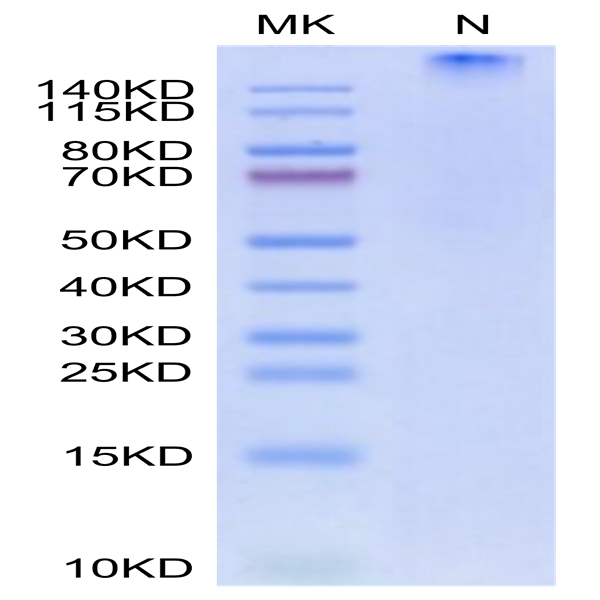 Human HLA-A*01