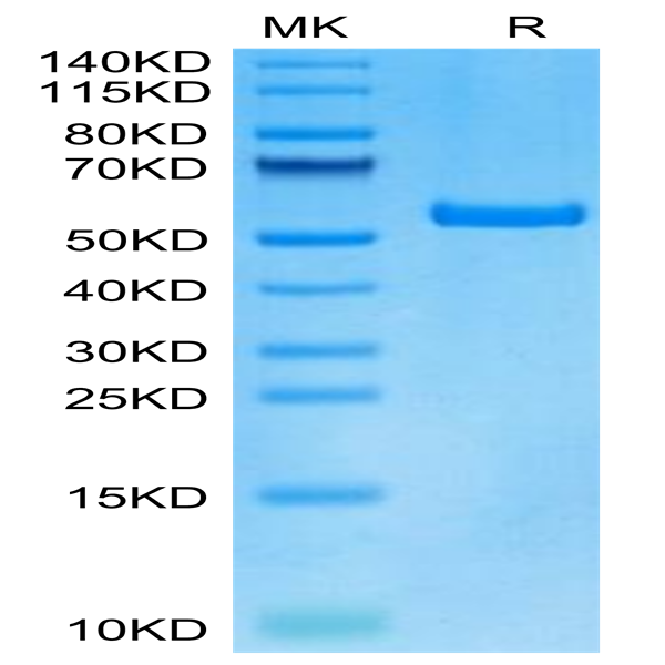 Human HLA-A*01