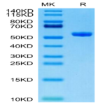 Human HLA-A*11