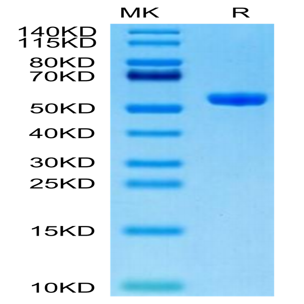 Human HLA-A*11