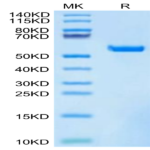 Biotinylated Human HLA-A*11