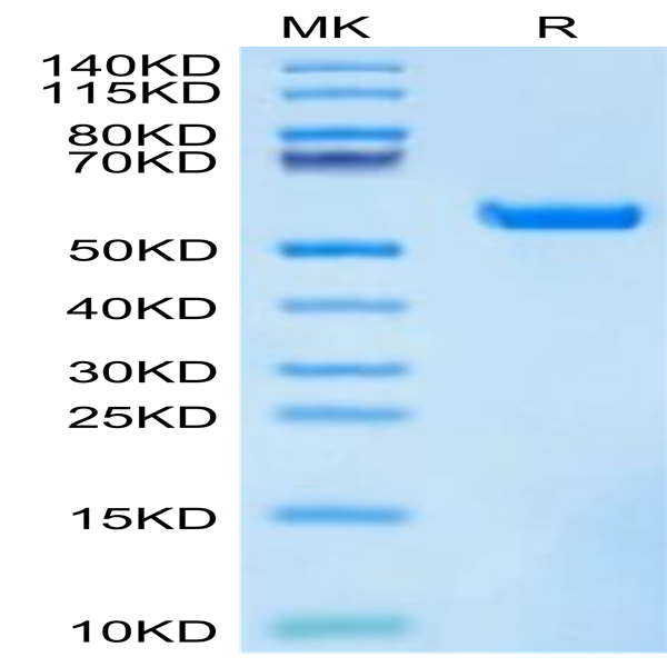 Biotinylated Human HLA-A*11