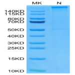 Human HLA-A*11