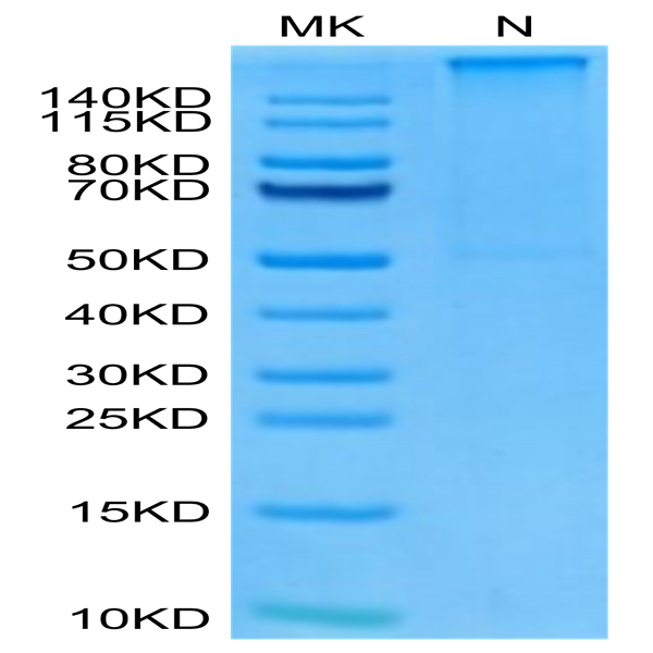 Human HLA-A*11