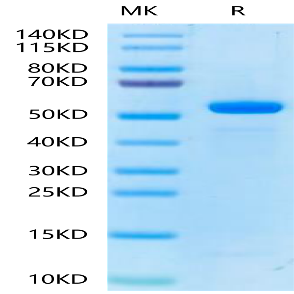 Biotinylated Human Peptide Ready HLA-E*01