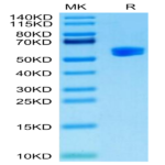 Human HLA-A*24