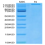 Human HLA-A*24