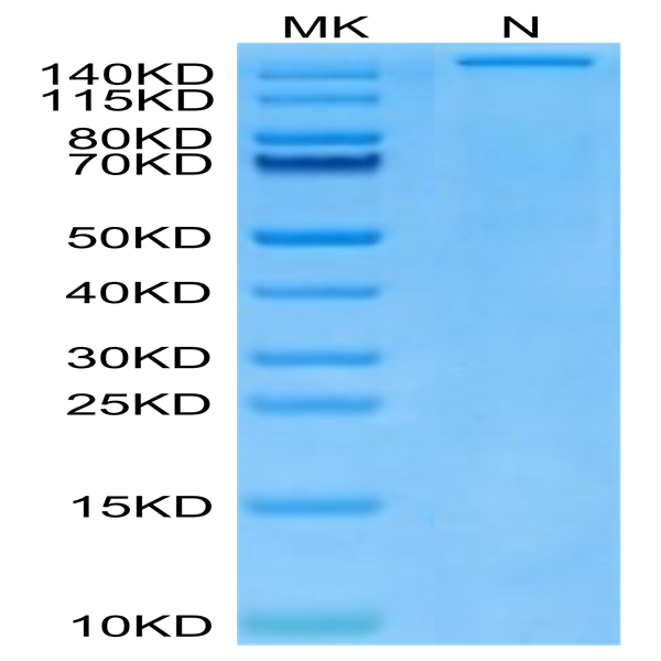 Human HLA-A*24