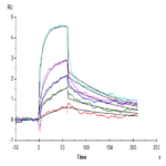 Human HLA-A*02:01&B2M&WT-1 (RMFPNAPYL) Monomer Protein BP005373 Syd Labs