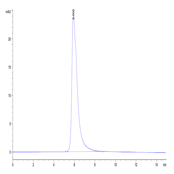 Human HLA-A*02