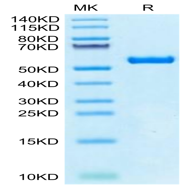 Biotinylated Human HLA-A*02