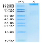 Human HLA-A*02
