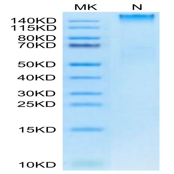 Human HLA-A*02