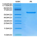 Human HLA-A*24