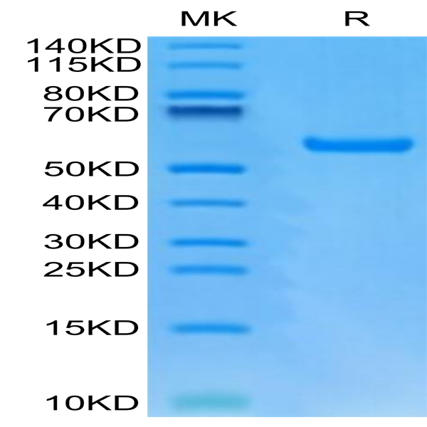 Human HLA-A*24
