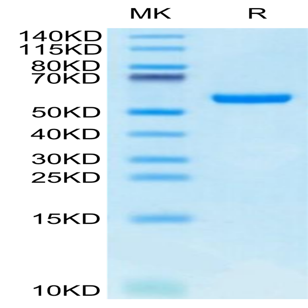 Biotinylated Human HLA-A*24