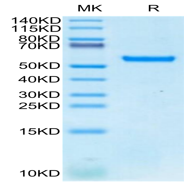 Biotinylated Human HLA-A*24