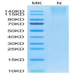 Human HLA-A*24