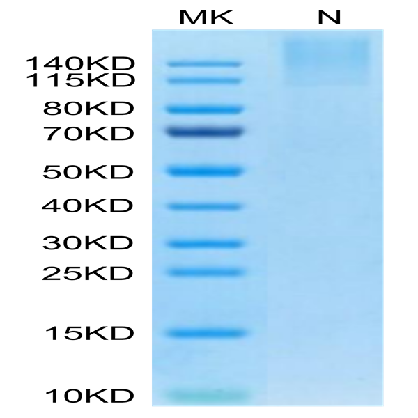 Human HLA-A*24