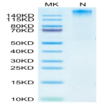 HLA-A*02:01&B2M&HPV 16 E6 (KLPQLCTEL) Tetramer Protein BP003630 Syd Labs