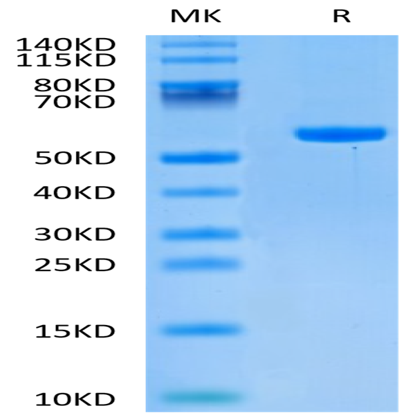 Human HLA-C 03