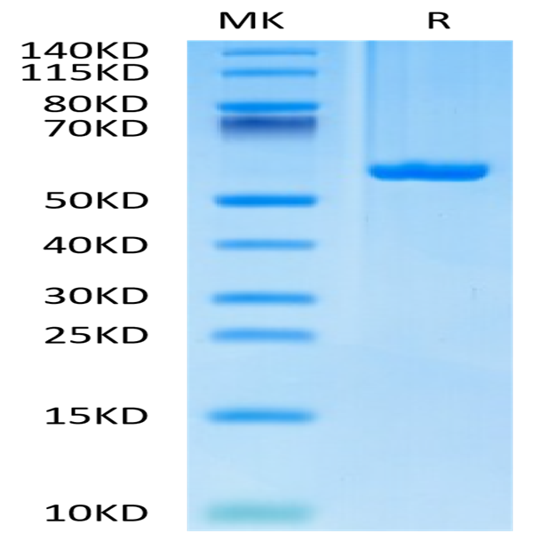 Biotinylated Human HLA-C*03