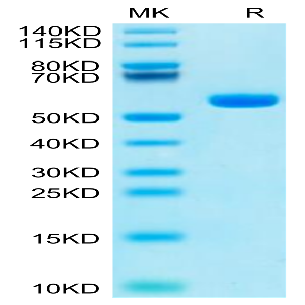 Human HLA-A*11