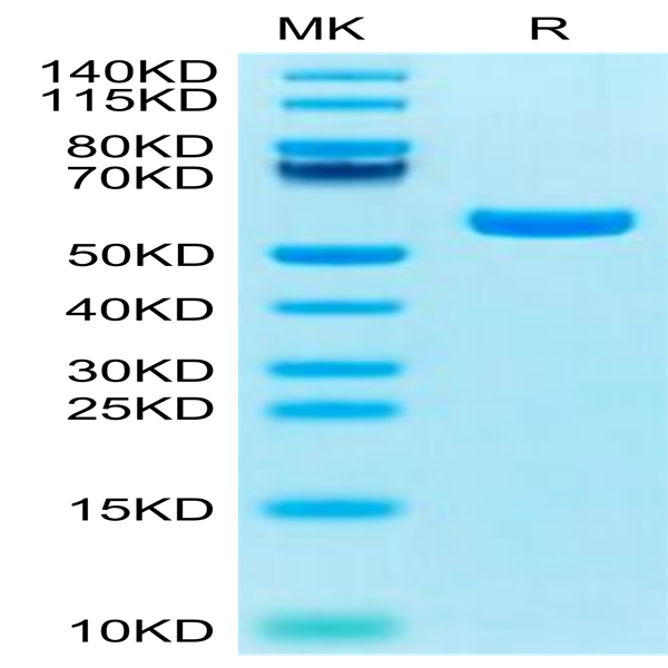 Biotinylated Human HLA-A*11
