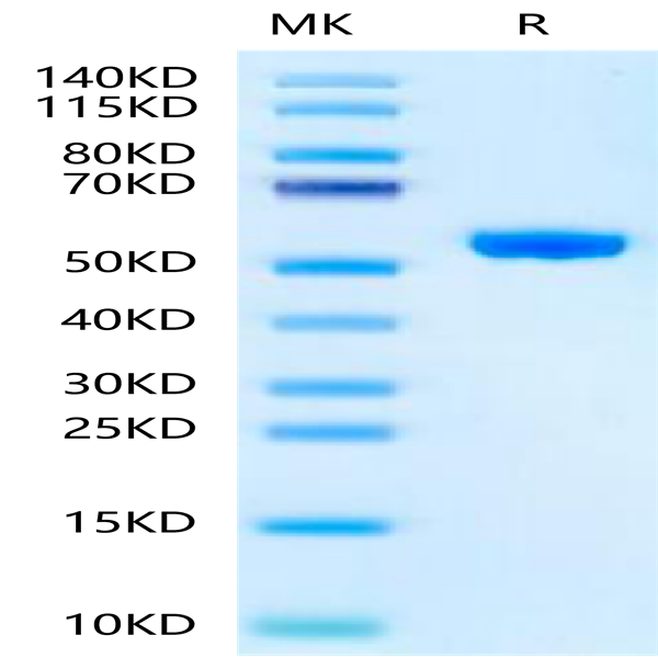 Human Peptide Ready HLA-A*02