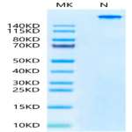 APC-equivalent Human Peptide Ready HLA-A*02:01&B2M Tetramer Protein BP003274 Syd Labs