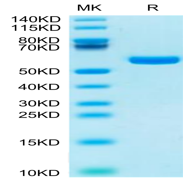 Human HLA-A*11