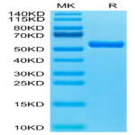 Biotinylated Human HLA-A*11