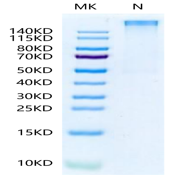 Human HLA-A*11