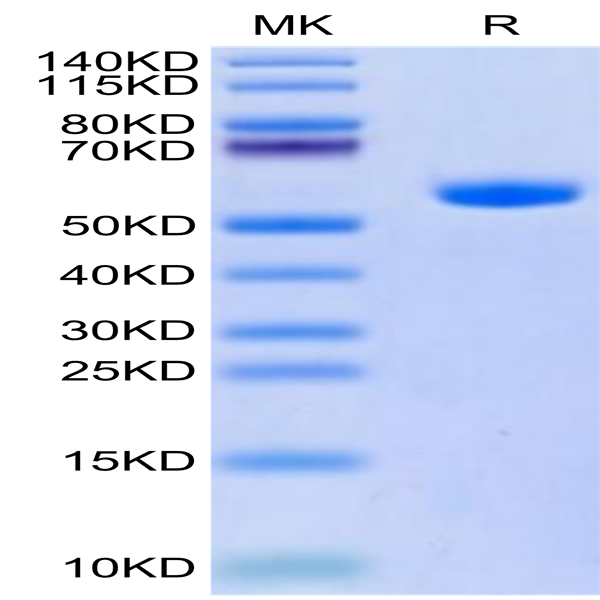 Human HLA-A*11