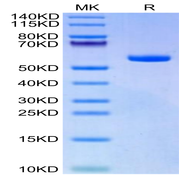 Biotinylated Human HLA-A*11