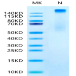 Human HLA-A*11