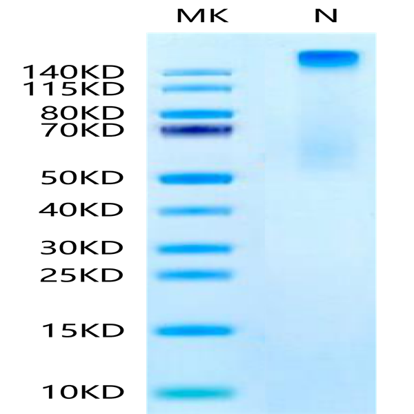 Human HLA-A*11