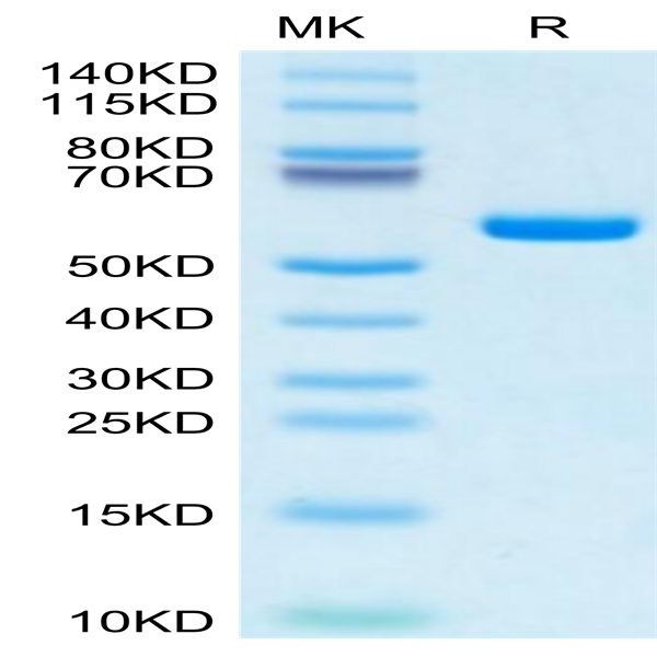 Human HLA-A*11