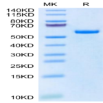 Biotinylated Human HLA-A*11