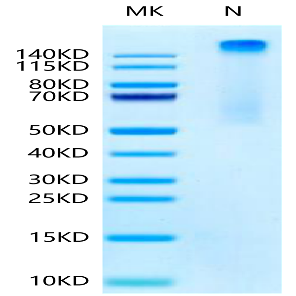 Human HLA-A*11