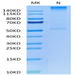 Human HLA-A*02