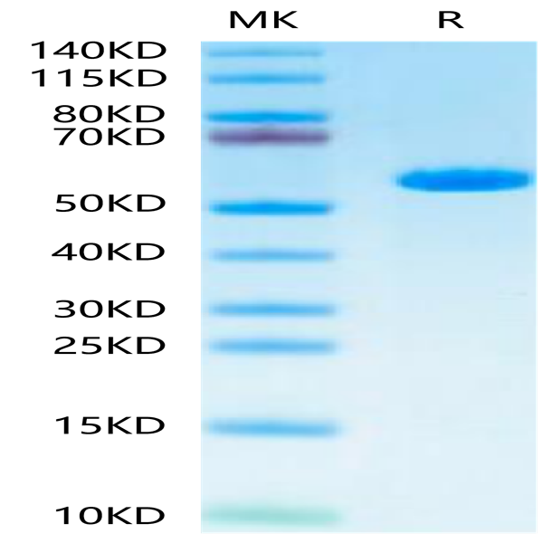 Human HLA-A*02
