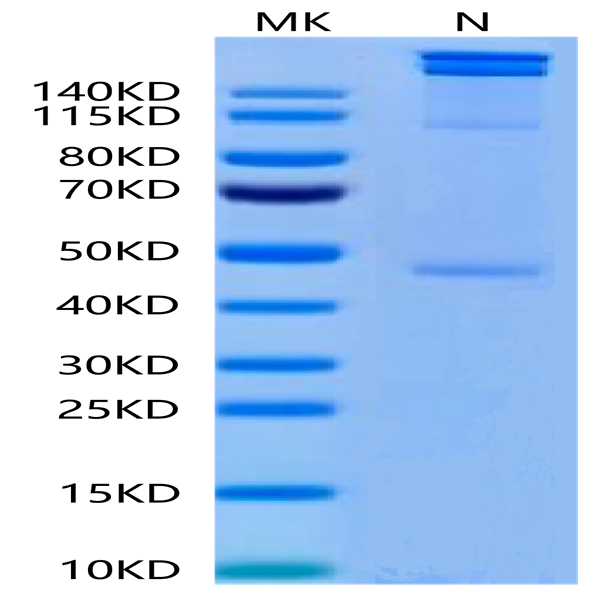 Human HLA-A*02