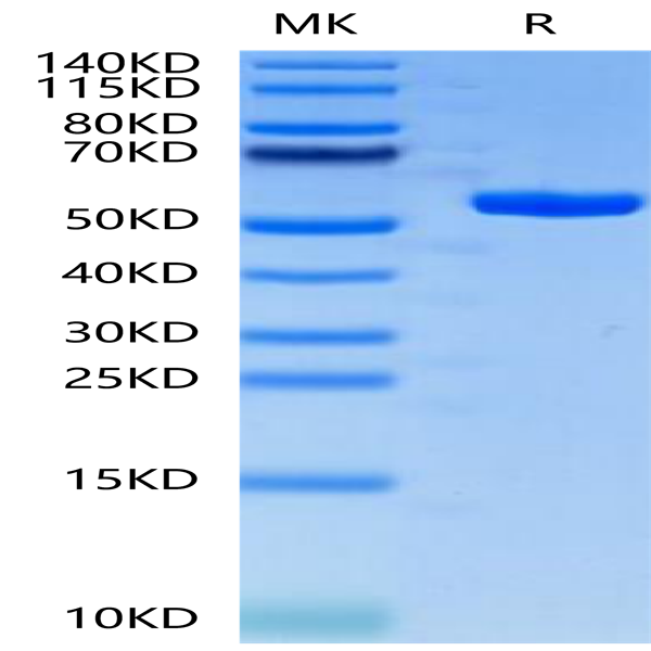 Human HLA-A*02