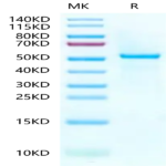 Human Peptide Ready HLA-A*03